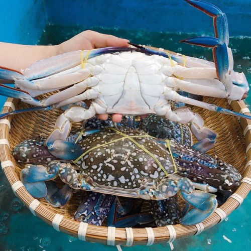ghẹ